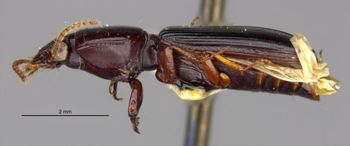 Media type: image;   Entomology 30168 Aspect: habitus lateral view